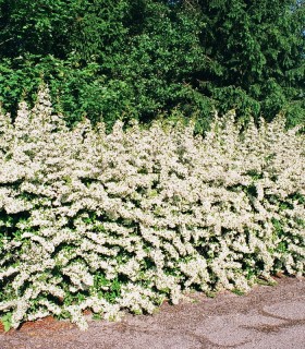 Pyracantha Fruits Orange / Buisson Ardent Orange