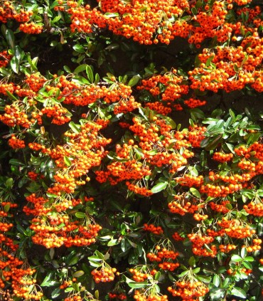 Pyracantha Fruits Orange / Buisson Ardent Orange