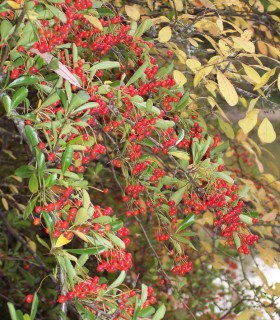 Pyracantha Fruits Rouges / Buisson Ardent Rouge