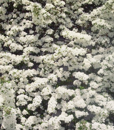 Pyracantha Fruits Rouges / Buisson Ardent Rouge
