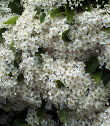 Pyracantha Fruits Rouges / Buisson Ardent Rouge