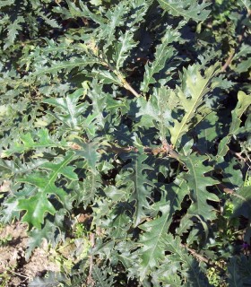 Quercus Cerris / Chene Chevelu de Bourgogne