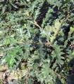 Quercus Cerris / Chene Chevelu de Bourgogne
