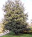 Quercus Ilex / Chene Vert