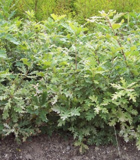 Quercus Lanuginosa / Chene Pubescent, Blanc
