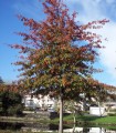 Quercus Palustris / Chene Palustre