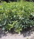 Quercus Petraea / Chene Rouvre, Sessile