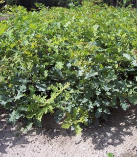 Quercus Petraea / Chene Rouvre, Sessile