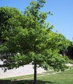 Quercus Robur / Chene Pedoncule