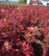 Quercus Rubra Origine Forestière  / Chene Rouge