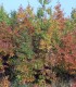 Quercus Rubra / Chene Rouge D'Amerique