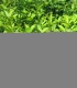 Rhamnus Catharticus / Nerprun Purgatif