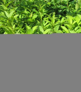 Rhamnus Catharticus / Nerprun Purgatif