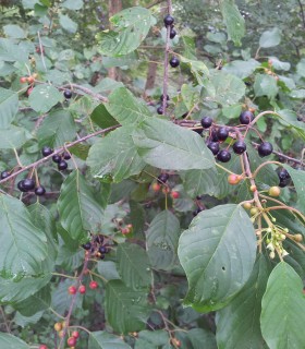 Rhamnus Frangula / Bourdaine