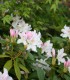 Rhododendron Blanc