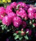 Rhododendron  Rose