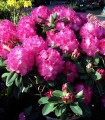 Rhododendron  Rose