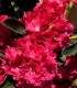 Rhododendron  Rouge