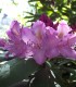 Rhododendron Ponticum / Rhododendron de Semis