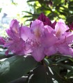 Rhododendron Ponticum / Rhododendron de Semis
