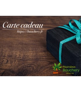 CARTE CADEAU