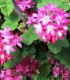 Ribes Sanguineum / Groseillier à fleurs