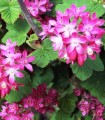 Ribes Sanguineum / Groseillier à fleurs