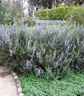 Rosmarinus Officinalis / Romarin