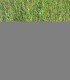 Salix Cinerea / Saule Cendre