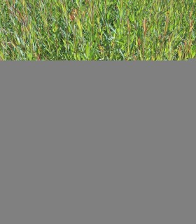Salix Cinerea / Saule Cendre