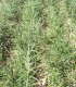 Salix Rosmarinifolia / Saule à feuilles de Romarin