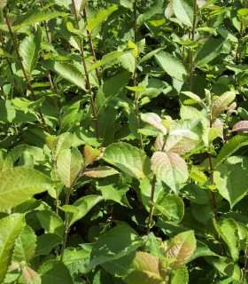 Salix Caprea / Saule Marsault