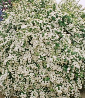 Spiraea Vanhouttei / Spirée Van Houtte