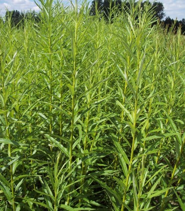 Salix Viminalis / Osier Des Vanniers