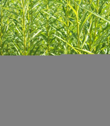 Salix Viminalis / Osier Des Vanniers
