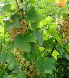 Ribes Rubrum Fruits Blancs/ Groseillier à Grappes Fruits Blancs