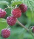 Rubus Idaeus / Framboisier