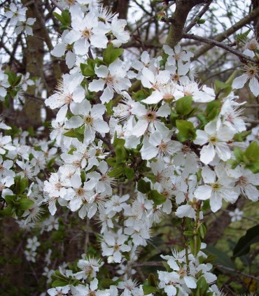 Prunus Spinosa / Epine Noire, Prunellier