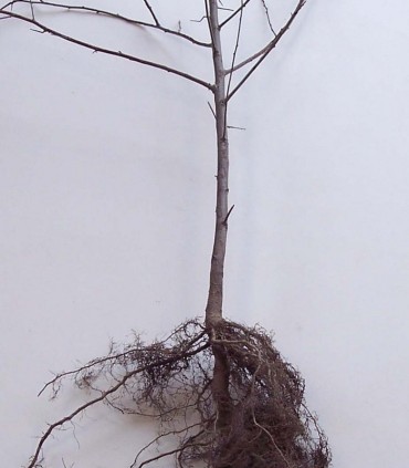 Prunus Spinosa / Epine Noire, Prunellier