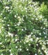 Rosa Canina / Eglantier