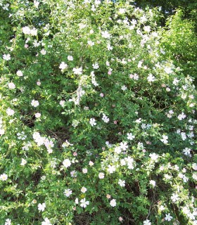 Rosa Canina / Eglantier