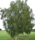 Betula Papyrifera / Bouleau à Canots, à papier