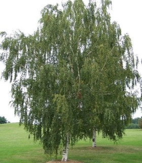Betula Papyrifera / Bouleau à Canots, à papier