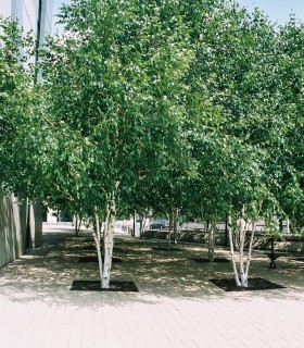 Betula Utilis Doreboos Jacquemontii / Bouleau de L'Himalaya