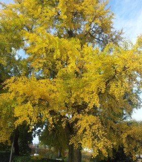 Ginkgo Biloba / Arbre Aux 40 Ecus