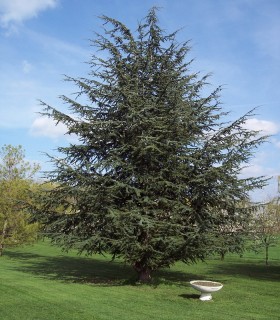 Cedrus Atlantica / Cèdre de L'Atlas
