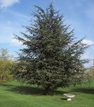 Cedrus Atlantica / Cèdre de L'Atlas
