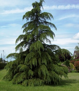 Cedrus Deodara / Cèdre de L'Himalaya
