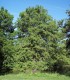 Taxodium Distichum / Cyprès Chauve