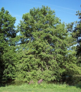 Taxodium Distichum / Cyprès Chauve